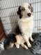 A donner Jeune berger australien