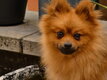 Spitz nain