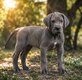 Chiots Dogue Allemand