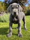 Chiots Dogue Allemand
