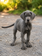 Chiots Dogue Allemand