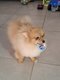 Spitz toys pomeranien