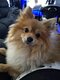 Spitz toys pomeranien