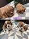 Cavalier King Charles nés et élevés dans la...