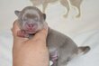 Superbes chiots males pedigree saint Hubert