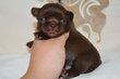 Superbes chiots males pedigree saint Hubert