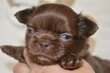 Superbes chiots males pedigree saint Hubert