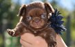 Superbes chiots chihuahua mâles pedigree