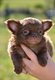Superbes chiots chihuahua mâles pedigree