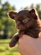 Superbe chihuahua mâle poils long pedigree