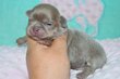 Superbes chiots males pedigree saint Hubert
