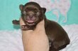 Superbes chiots males pedigree saint Hubert