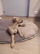 Chiots Levrier Whippet Windhond Windhunde