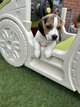Chiots Beagle
