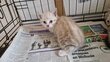Chatons croisés