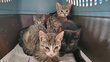 Chatons croisés