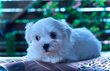 Bichons maltais nains