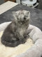 Main coon black smoke et black silver 5 males 2...