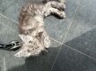 Main coon black smoke et black silver 5 males 2...