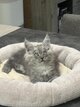 Main coon black tortie et black silver 5 males 2...