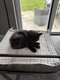 Main coon black tortie et black silver 5 males 2...