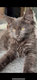 Main coon black tortie et black silver 5 males 2...