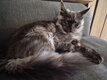 Maine coon polydactyle