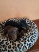 2 chiots femelles poils ras