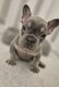 Femelle Bouledogue français