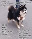Mâle Pomsky F3  Lignée champion (russe) Testé...