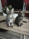 Maine coon disponible