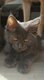 Maine coon disponible