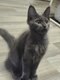 Maine coon disponible