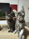 Maine coon disponible