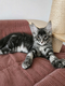 Maine coon disponible
