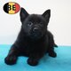 Chiots Schipperke   Des petits compagnons pleins...