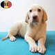 Labrador   Chiots doux et attachants à vendre
