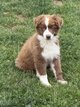 Berger australien pedigree Kennel