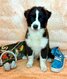 Berger australien pedigree Kennel