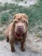 Sharpei adulte à vendre