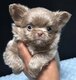 Magnifiques chiots chihuahua
