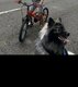 Le spitz-loup ou keeshond
