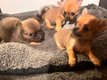 Magnifique chihuahua