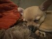 Magnifique chihuahua
