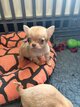 Magnifique chihuahua