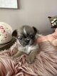 Magnifique bébés chihuahua