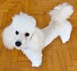 Caniche toy blanc 22 cm avec pedigree tres petit
