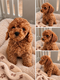 Caniche toy rouge foncer mâle 8 semaine