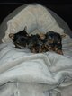 Chiots yorkshires males et femelles