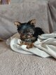 Chiots yorkshires male